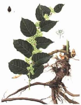 Macleaya Cordata Extract